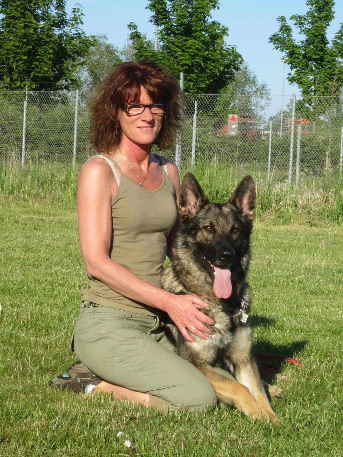 Schæferhund Kochens Jazz billede 1