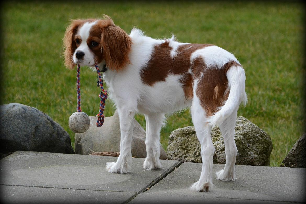 Cavalier king charles spaniel Arne - Marts 2014 billede 22