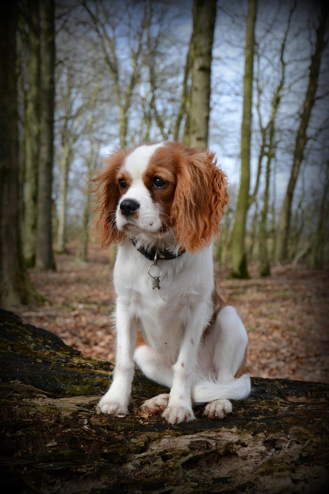 Cavalier king charles spaniel Arne - Marts 2014 billede 24