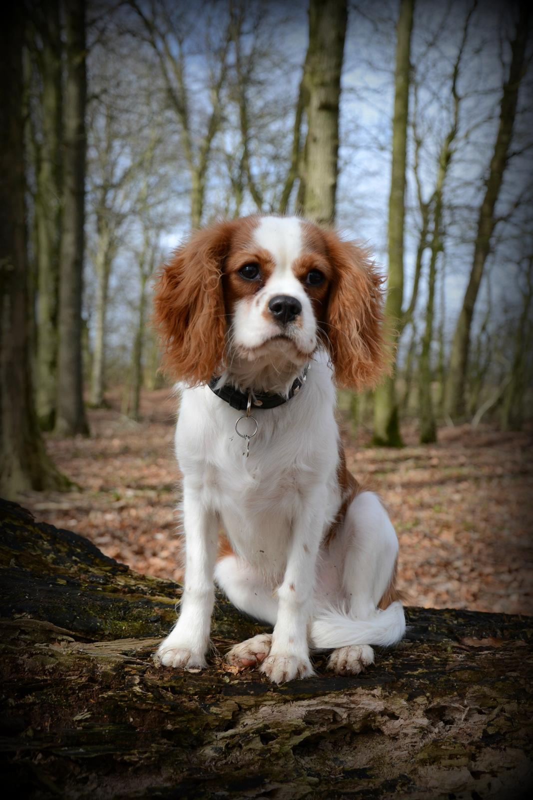 Cavalier king charles spaniel Arne - Marts 2014 billede 25