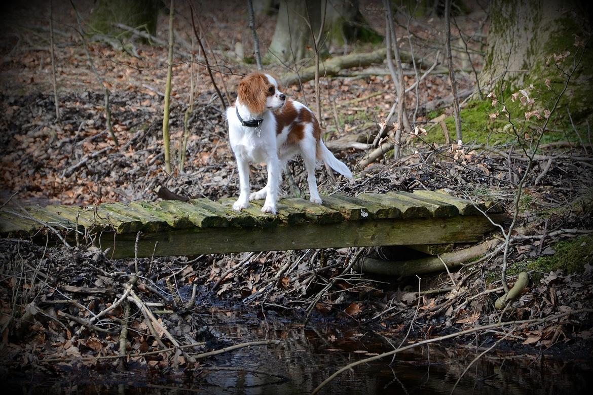 Cavalier king charles spaniel Arne - Marts 2014 billede 26