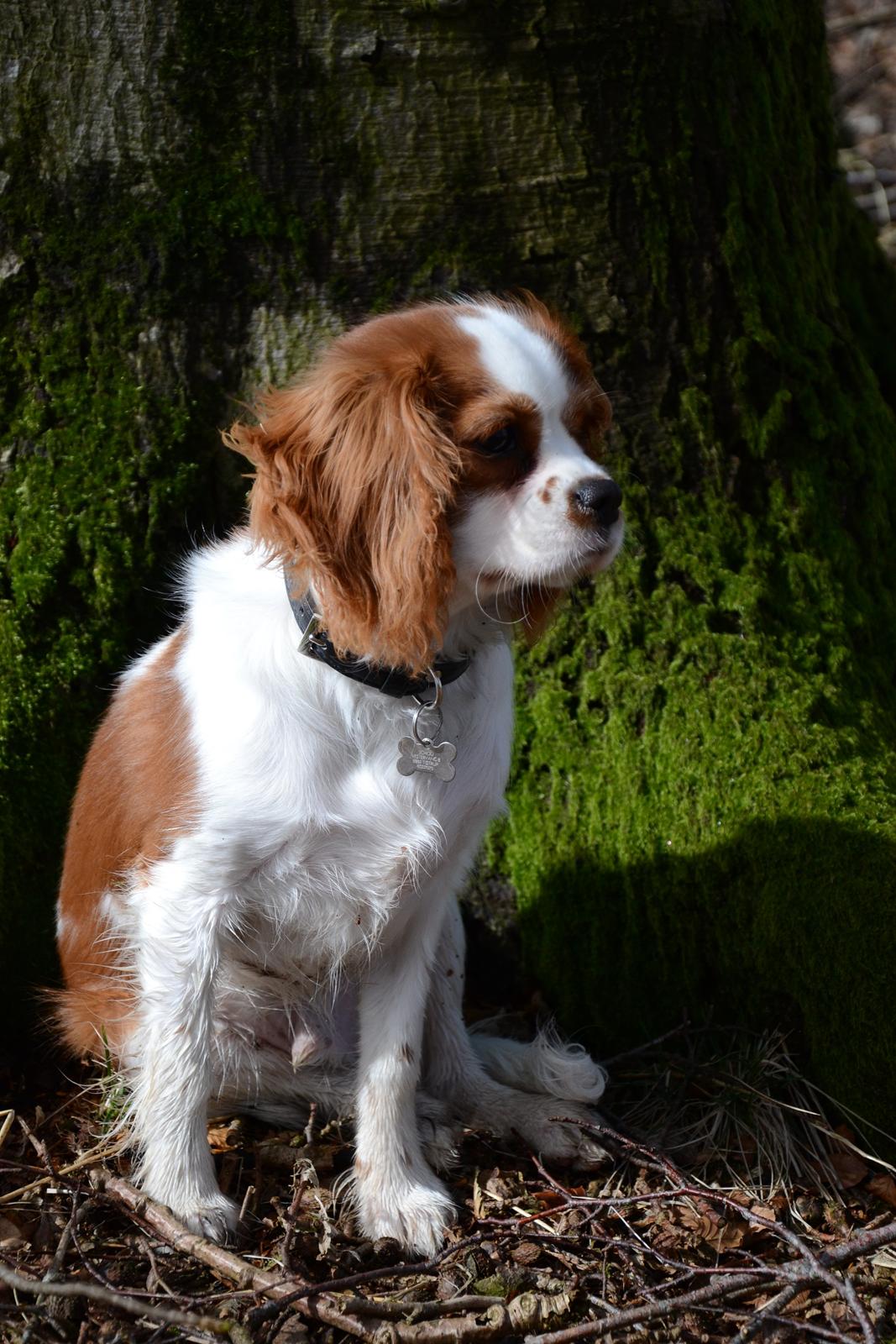Cavalier king charles spaniel Arne - Marts 2014 billede 27