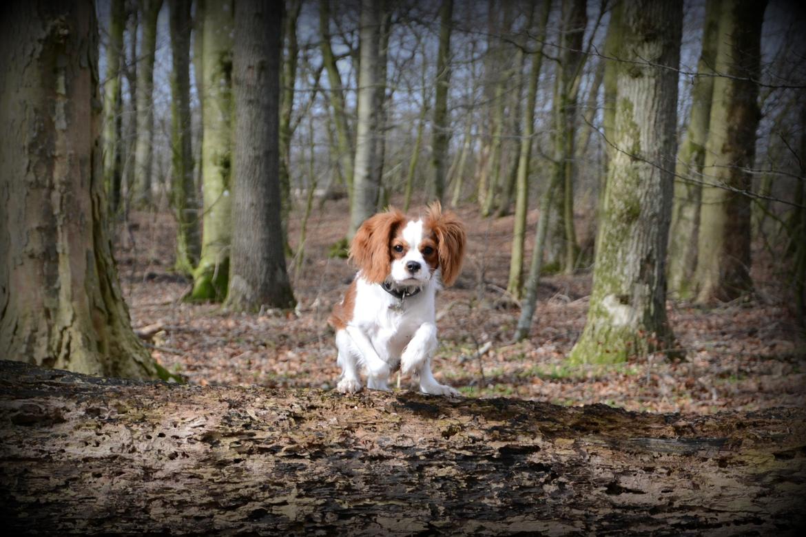 Cavalier king charles spaniel Arne - Marts 2014 billede 23