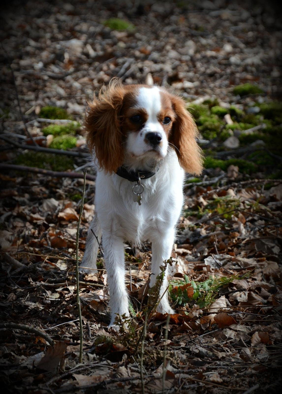 Cavalier king charles spaniel Arne - Marts 2014 billede 28
