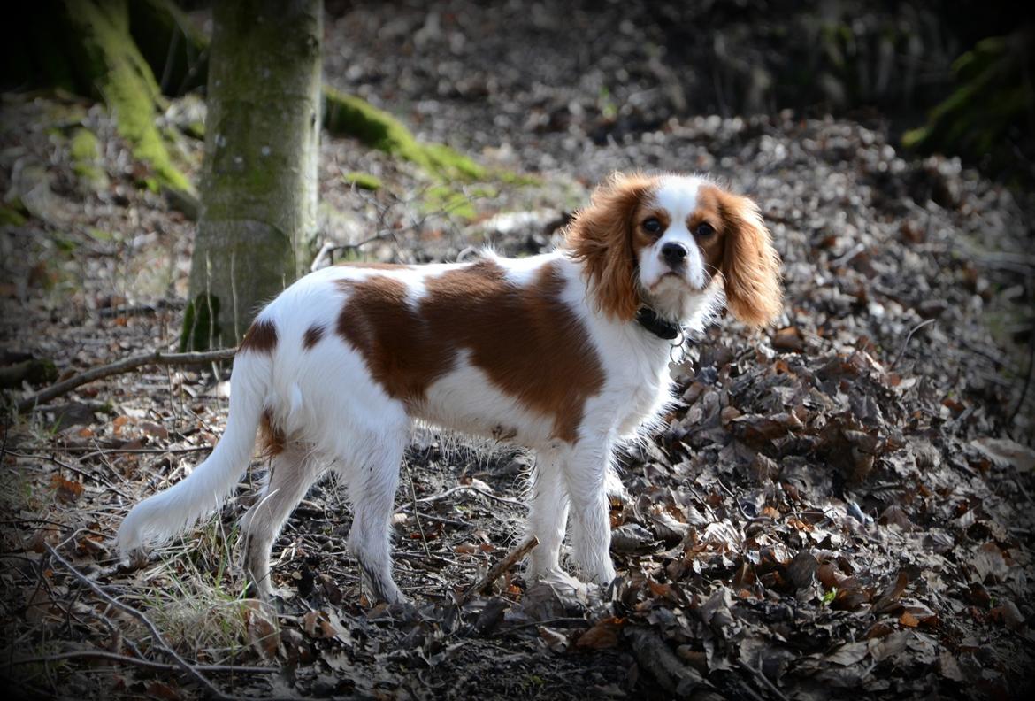 Cavalier king charles spaniel Arne - Marts 2014 billede 29
