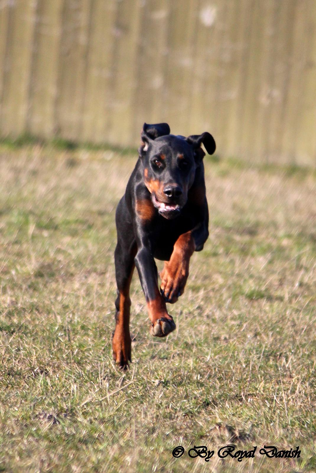 Dobermann Destiny´s Phoenix Invisible Touch aka Viper billede 40