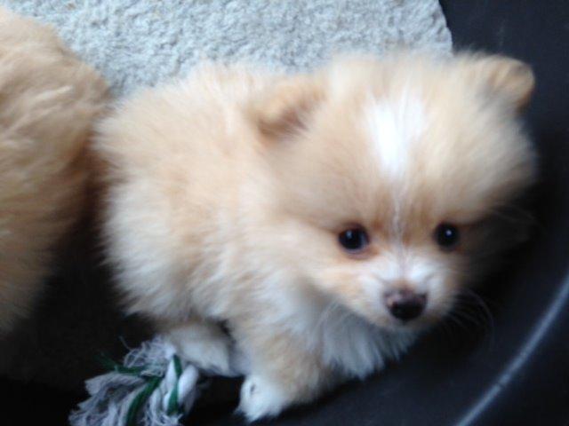 Pomeranian Cleo - Cleo 46 dag gammel (Dyrlæge besøg / Sund, rask og meget nydelig) billede 10