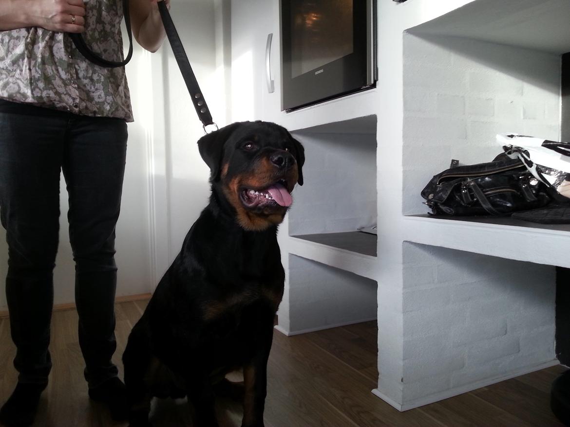 Rottweiler Vom Hause Desteny Loke - Loke 24 uger billede 12
