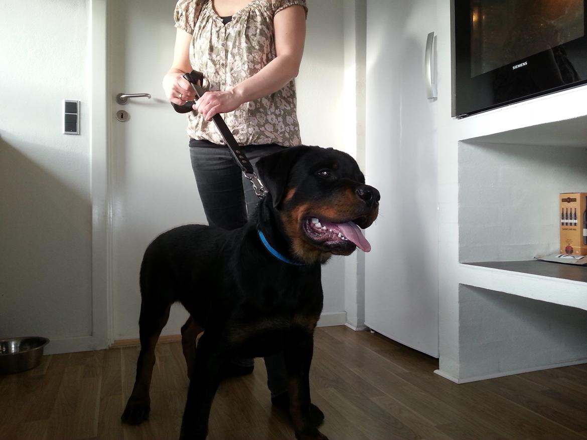 Rottweiler Vom Hause Desteny Loke - Loke 24 uger billede 11