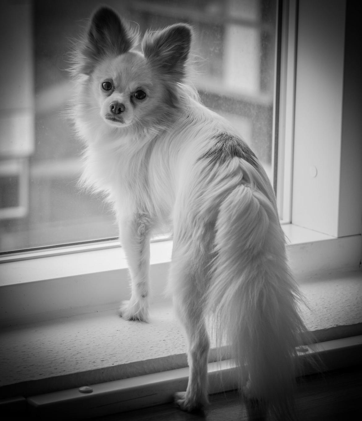 Blanding af racer Oscar billede 1