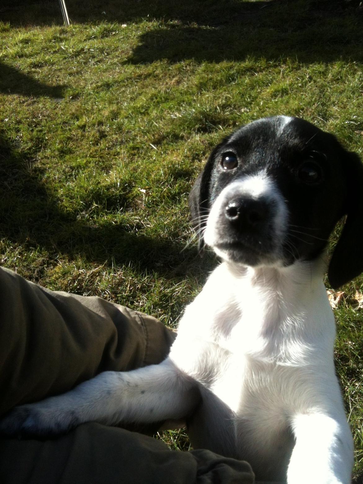 Blanding af racer Luca billede 3