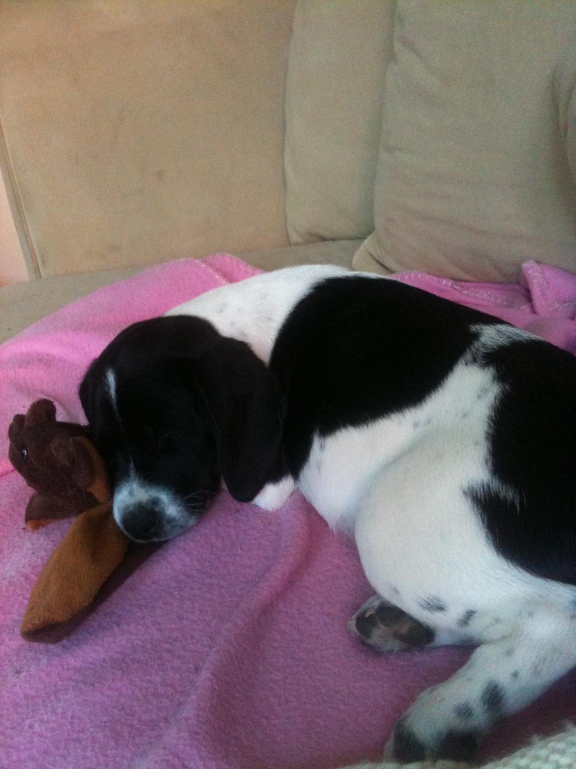 Blanding af racer Luca billede 5