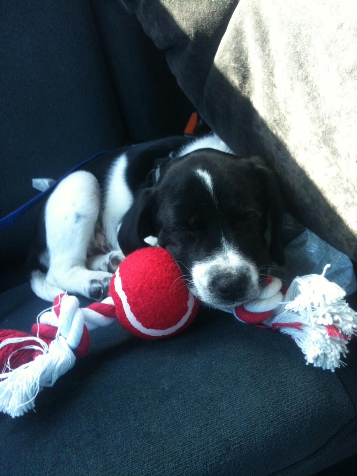 Blanding af racer Luca billede 6