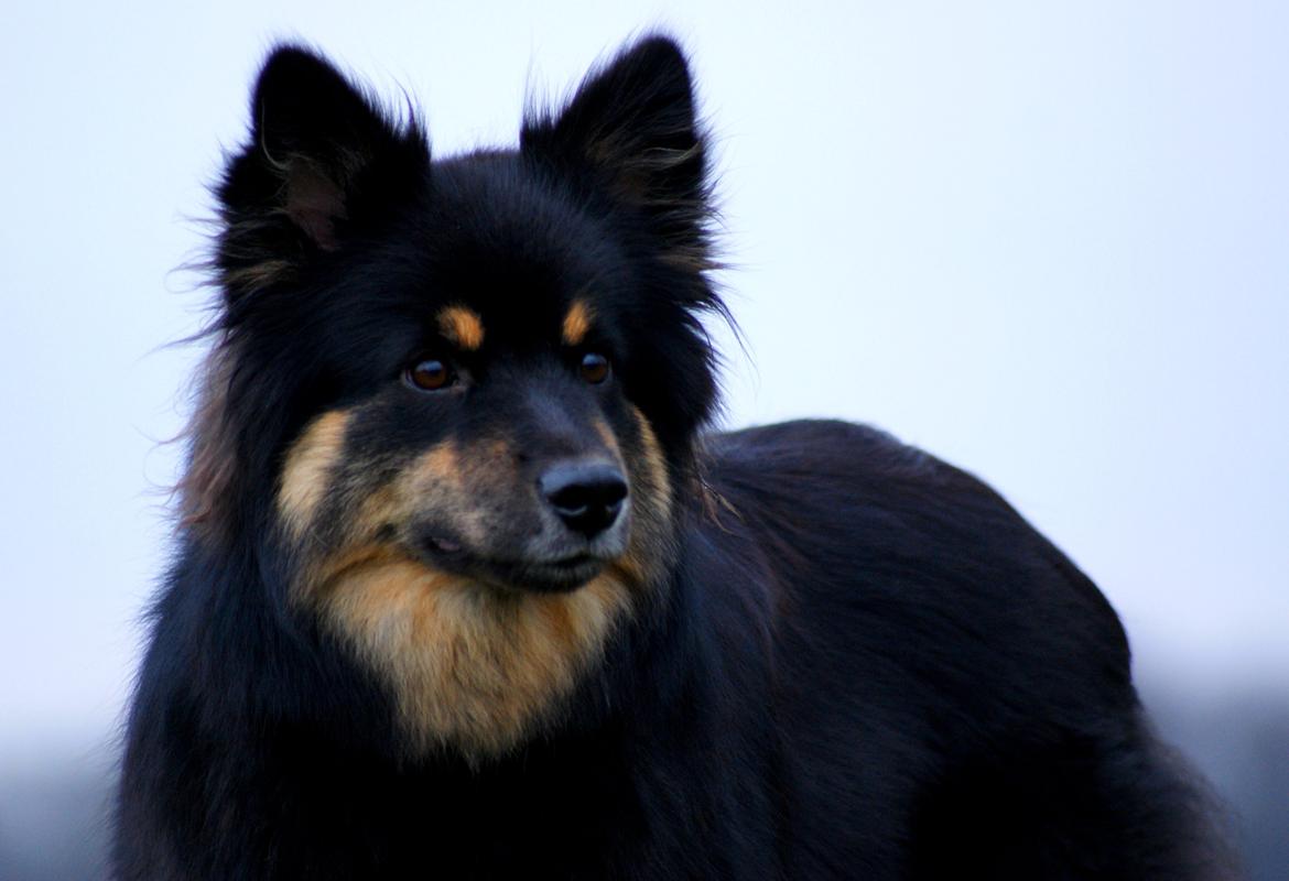 Finsk lapphund Kello Ayla billede 24