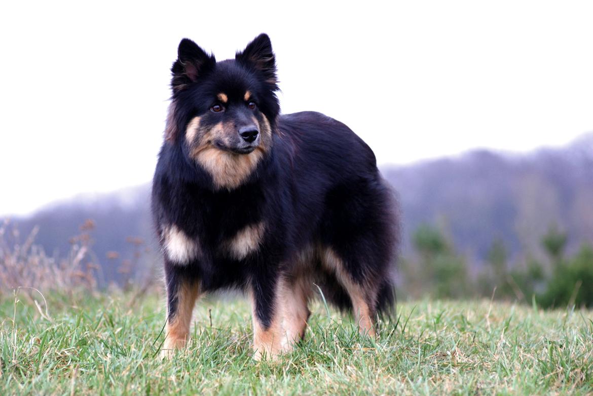 Finsk lapphund Kello Ayla - Min smukke Ayla <3 billede 2