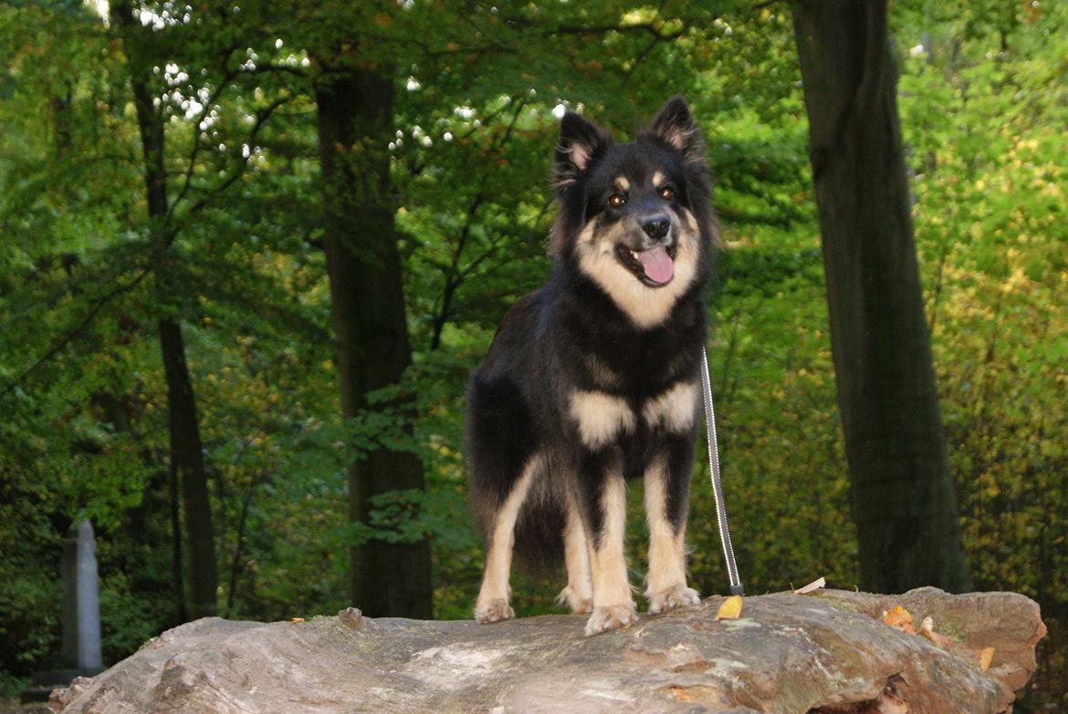 Finsk lapphund Kello Ayla billede 46