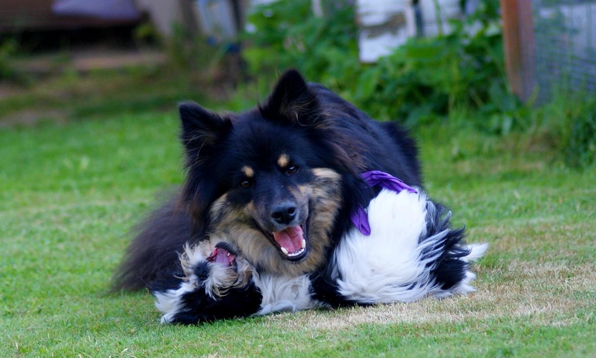 Finsk lapphund Kello Ayla billede 25