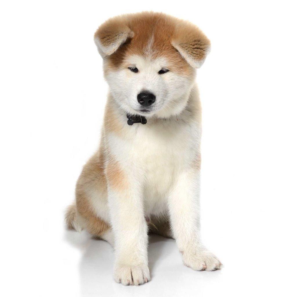 Akita inu K' Kaiser Go Akogareno billede 6