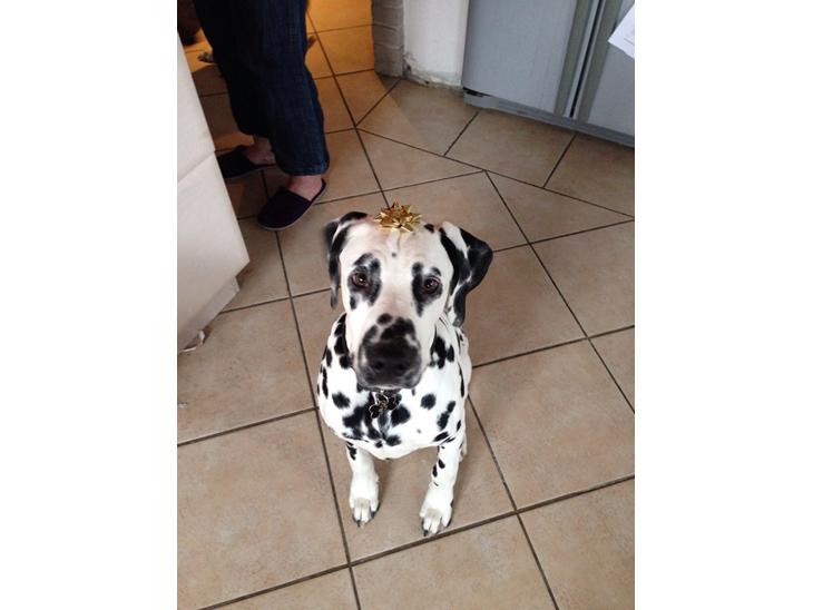 {{currentPhoto.altText}} billede {{currentPhoto.number}}