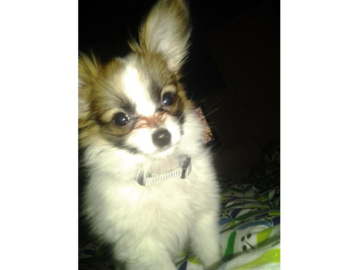 {{currentPhoto.altText}} billede {{currentPhoto.number}}