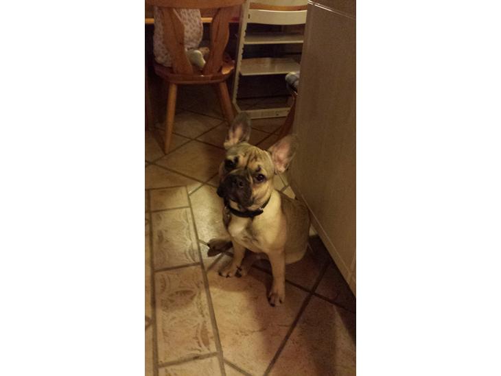 {{currentPhoto.altText}} billede {{currentPhoto.number}}