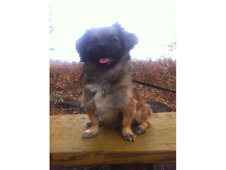 {{currentPhoto.altText}} billede {{currentPhoto.number}}