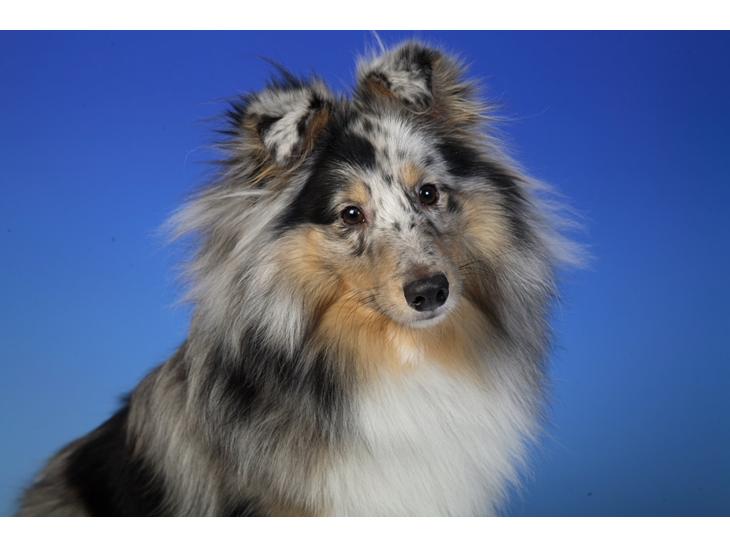 Shetland sheepdog MORGAN billede 1