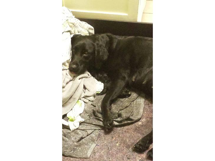 Labrador retriever Nala billede 1