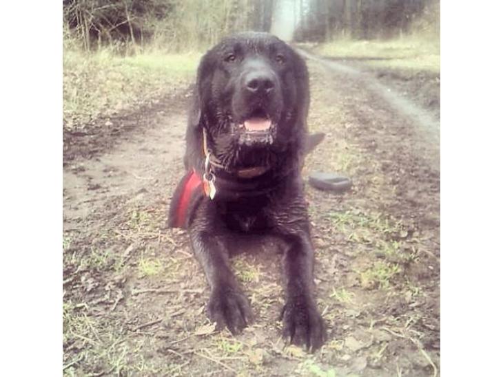 Labrador retriever Zulu billede 1