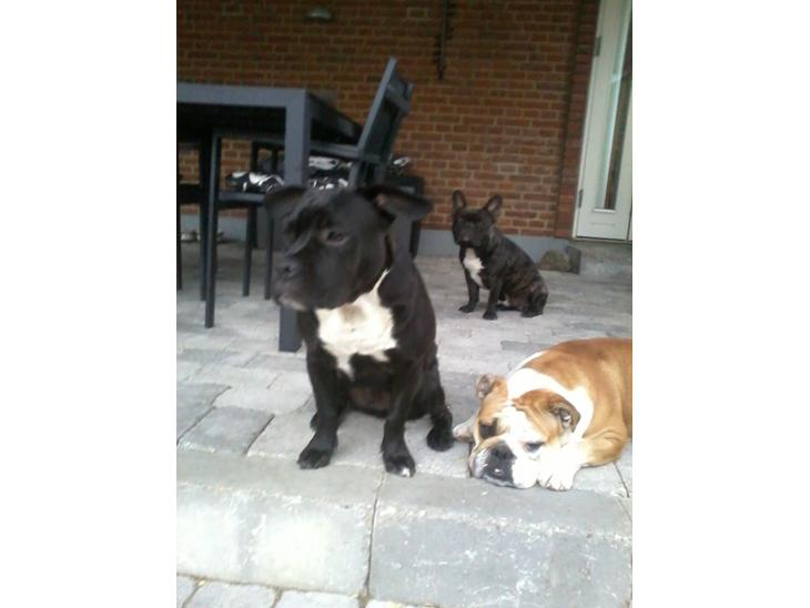 {{currentPhoto.altText}} billede {{currentPhoto.number}}