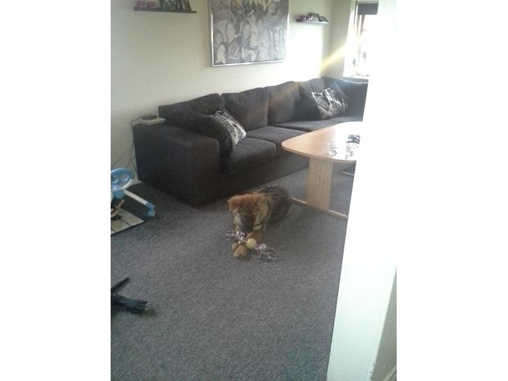 Schæferhund kento billede 1