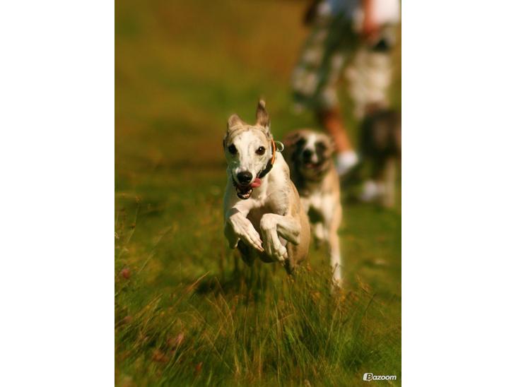 Whippet Hugo  billede 1