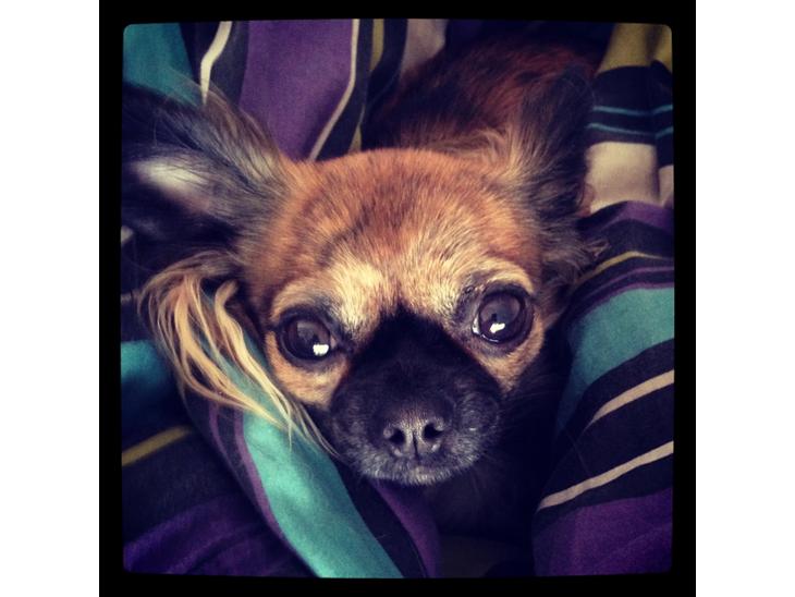 Chihuahua Cassey billede 1