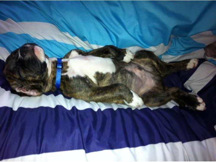 Blanding af racer Alpha (Frengle, beagle-fransk bulldog blanding) billede 1