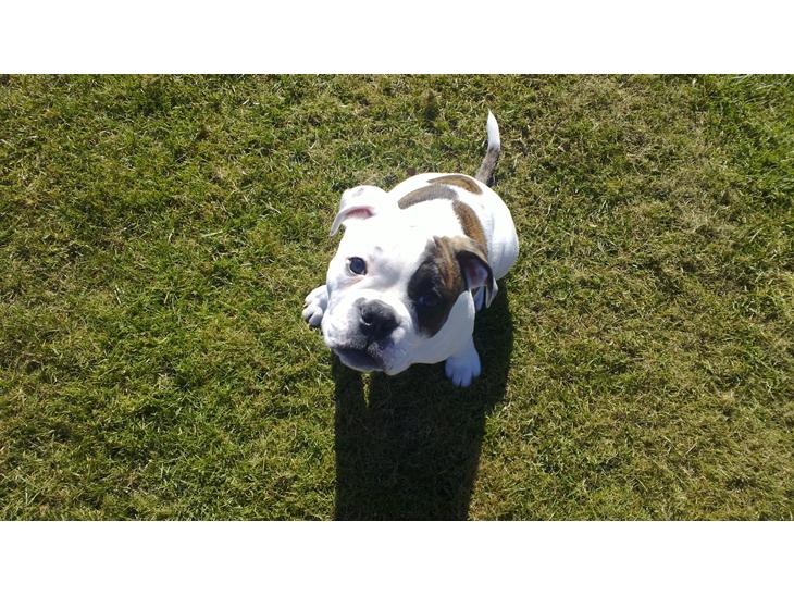 {{currentPhoto.altText}} billede {{currentPhoto.number}}