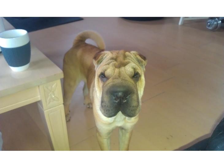 {{currentPhoto.altText}} billede {{currentPhoto.number}}