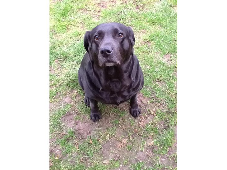 Labrador retriever Nova R.I.P billede 1