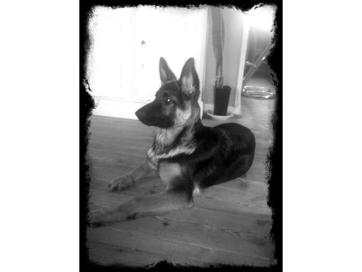 {{currentPhoto.altText}} billede {{currentPhoto.number}}