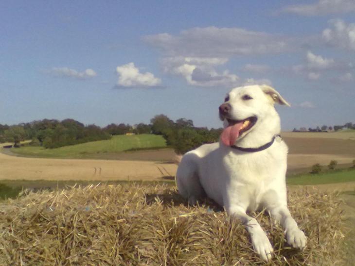 Labrador retriever Taison billede 1