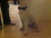 Bullterrier Kezo