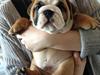 Engelsk bulldog Hermann