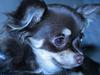 Chihuahua Choko