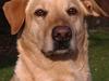 Labrador retriever Bessie
