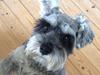 Dvaergschnauzer *FNUGGI*