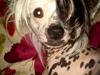 Chinese crested hårløs Quiin Diva