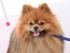 Pomeranian Chippy "Chips"
