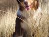 Australian shepherd Kaos