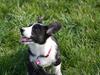Welsh corgi cardigan Maggie