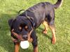 Rottweiler Snobby