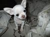 Chihuahua | Mika